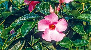 Mandevilla Rosea has pink flowers with a yellow throat - credit all images: Floramedia Database